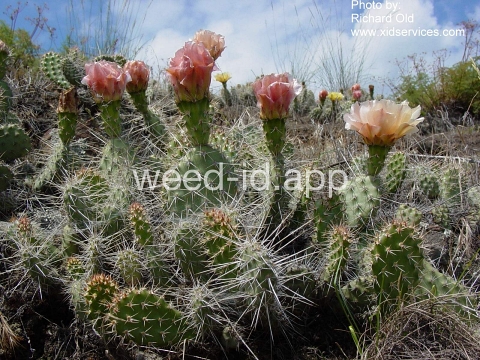 pricklypear, plains